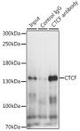 CTCF Antibody