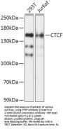 CTCF Antibody