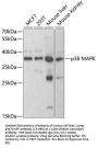 p38 MAPK Antibody