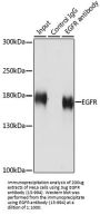 EGFR Antibody, KO Validated
