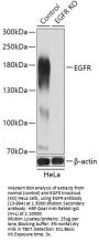 EGFR Antibody, KO Validated