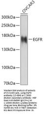 EGFR Antibody, KO Validated