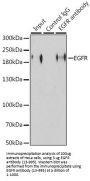 EGFR Antibody