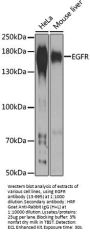 EGFR Antibody