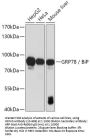 GRP78 / BiP Antibody