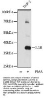 IL1B Antibody