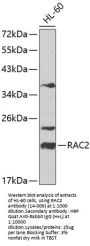 RAC2 Antibody