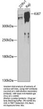Ki67 Antibody