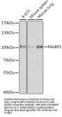 RALBP1 Antibody, KO Validated