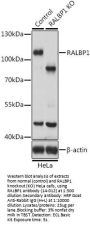 RALBP1 Antibody, KO Validated
