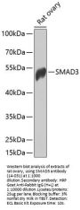 SMAD3 Antibody