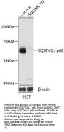 SQSTM1 / p62 Antibody, KO Validated