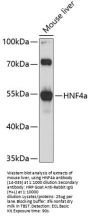HNF4a Antibody
