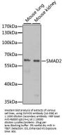 SMAD2 Antibody