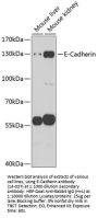 E-Cadherin Antibody