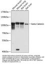 beta Catenin Antibody, KO Validated