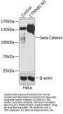beta Catenin Antibody, KO Validated