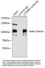 beta Catenin Antibody, KO Validated