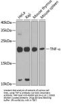 TNF-α Antibody
