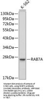 RAB7A Antibody