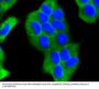 BRCA1 Antibody