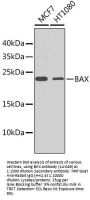 BAX Antibody, KO Validated