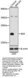 BAX Antibody, KO Validated