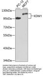 KDM1 Antibody, KO Validated