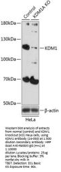 KDM1 Antibody, KO Validated