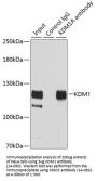 KDM1 Antibody, KO Validated
