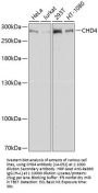 CHD4 Antibody