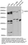 EGFR Antibody