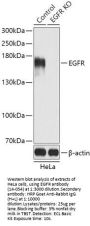 EGFR Antibody