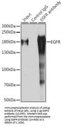 EGFR Antibody