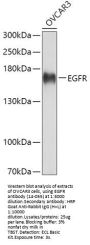 EGFR Antibody