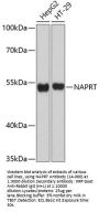 NAPRT Antibody