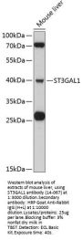 ST3GAL1 Antibody