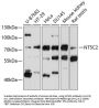 NT5C2 Antibody