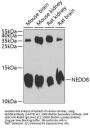 NEDD8 Antibody