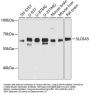 SLC6A5 Antibody