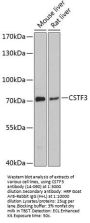 CSTF3 Antibody