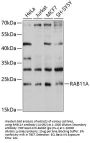 RAB11A Antibody