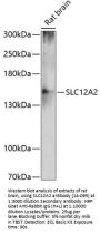 SLC12A2 Antibody