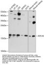 RPS18 Antibody