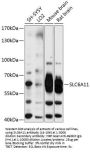SLC6A11 Antibody