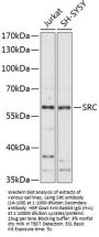 SRC Antibody