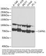 CAPN1 Antibody
