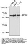 ITPRIP Antibody