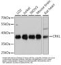 CRKL Antibody, KO Validated