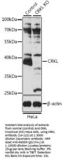 CRKL Antibody, KO Validated